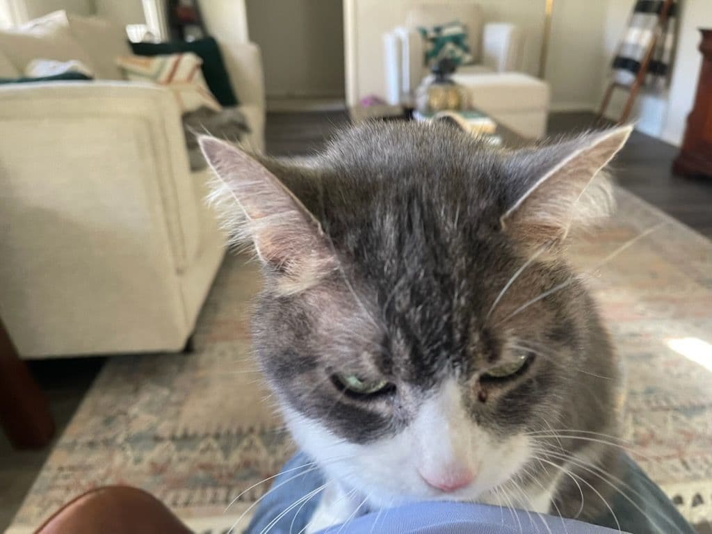 Termite Troubles in Hillsborough Bathroom Remodel image